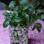 Monstera Obliqua Nonygra 25cm