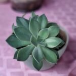 Graptopetallum paraguayense Nonygra