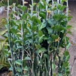 Euphorbia Tithymaloides Nonygra