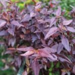 Persicaria Microcephala Nonygra