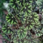 Begonia Royal Nonygra