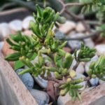 Crassulae Ovata Gollum Nonygra