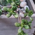 Crassulae Ovata Arbre de jade Nonygra