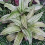 Callisia Fragrans Nonygra