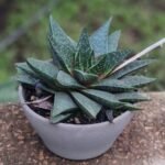 Gasteraloe Flow Nonygra 10cm