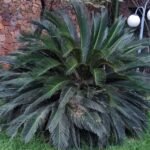 Cycas Revoluta Nonygra