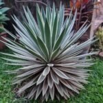Agave Nonygra