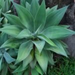 Agave Attenuata Nonygra