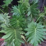 Philodendron de sellow Nonygra