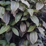 Sanchezia speciosa Nonygra