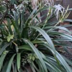 Hymenocallis littorialis Nonygra