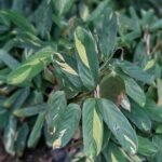 Marante Arundinacea Nonygra