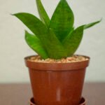 Sanseviera Trifasciata Nonygra