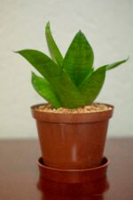 Sanseviera Trifasciata Nonygra