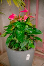 Anthurium Andraeanum Nonygra