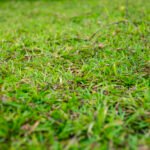 Axonopus Compressus Nonygra square meter