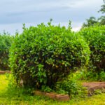 Rumex acetosa Nonygra 60cm