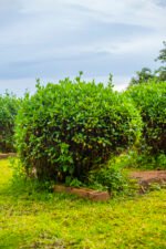 Rumex acetosa Nonygra 60cm