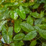 Oreille d'éléphant Nonygra