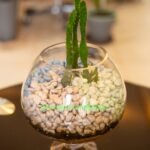 Cactus Nain Nonygra 12cm