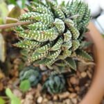 Haworthiopsis fasciata Nonygra 7cm