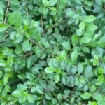 Durantas erecta L Nonygra 25 cm