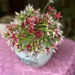 Combretum Malabaricum Nonygra