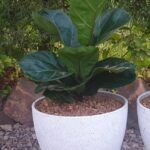 Figuier Lyrata Nonygra 50cm