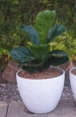 Figuier Lyrata Nonygra 50cm