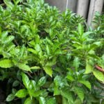 Gardenias Nonygra 17cm