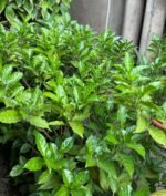 Gardenias Nonygra 17cm