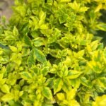 Vanillier de Cayenne Nonygra