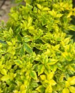 Vanillier de Cayenne Nonygra