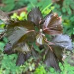 Acalypha wilkesiana Nonygra