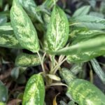 Aglaonema Commutatum Nonygra 30cm