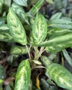 Aglaonema Commutatum Nonygra 30cm