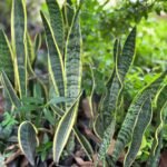 Sanseviera Trifasciata Laurentii Nonygra 45cm