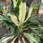 Cordyline fruticosa ou Foulard 30cm