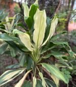 Cordyline fruticosa ou Foulard 30cm