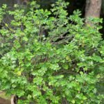 Breynia disticha ou Neigeuse Nonygra 15cm