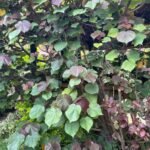 Hibiscus Camerounais Nonygra 25cm