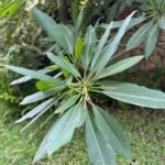 Plumeria rubra ou Frangipanier rouge