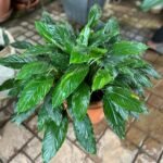 Fleur de lune Nonygra 30 cm