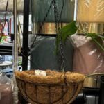 FS Hanging Basket with Coco