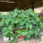 Syngonium podophyllum Nonygra 15cm