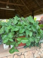 Syngonium podophyllum Nonygra 15cm