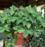 Syngonium podophyllum Nonygra 15cm – Image 2