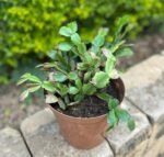 Schlumbergera Truncata Nonygra 15cm