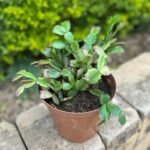 Schlumbergera Truncata Nonygra 15cm