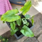 Zantedeschia Arthiopica Nonygra 20cm